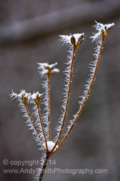 Frosty Twig